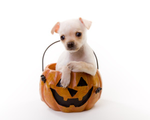 Halloween Pet Safety