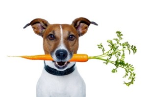 dog w:carrot