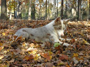 Richmond dog enjoying the Fall