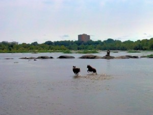 River Dogs