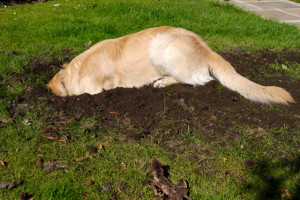 Dog digging hole