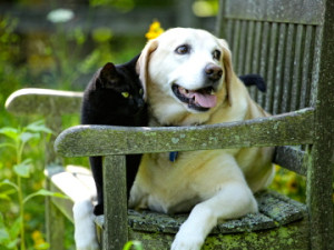 Richmond dog & Cat on bench