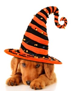 Richmond dog friendly Halloween