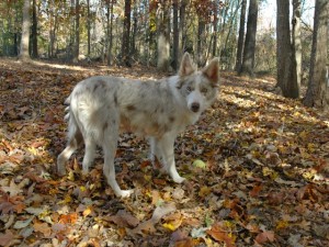 border collie in the woods