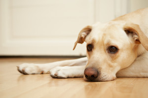 bored richmond dog on floorSmall