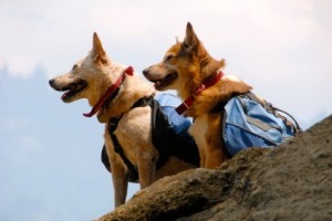 Richmond dogs hiking