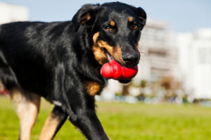 Beauceron / Australian Shepherd Dog with Toy at the Park