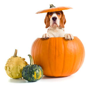 beagle in pumpkin