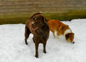 Dog Kennels in Richmond VA