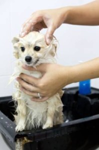 Richmond Dog Grooming