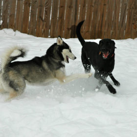 2-dogs-snow-814kb