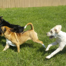 3-dog-chase-w-ball-3.15mb