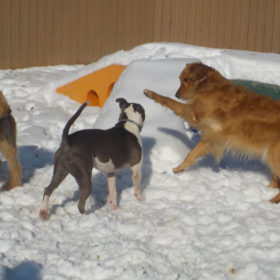 3-dog-play-snow-5.7mb