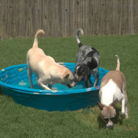 3-dogs-pool-643kb