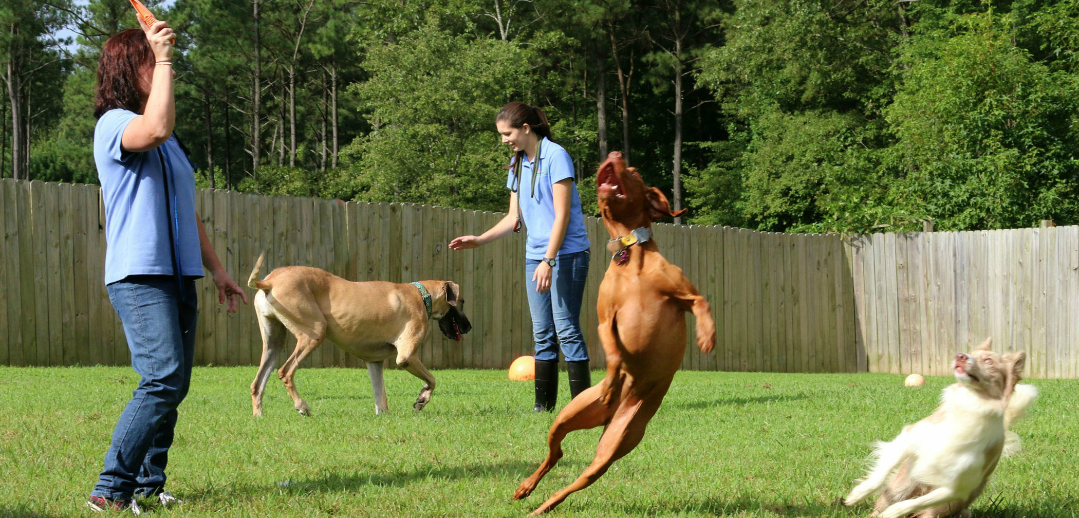 Dog-Boarding-page---Banner-2people-3-dogs-2