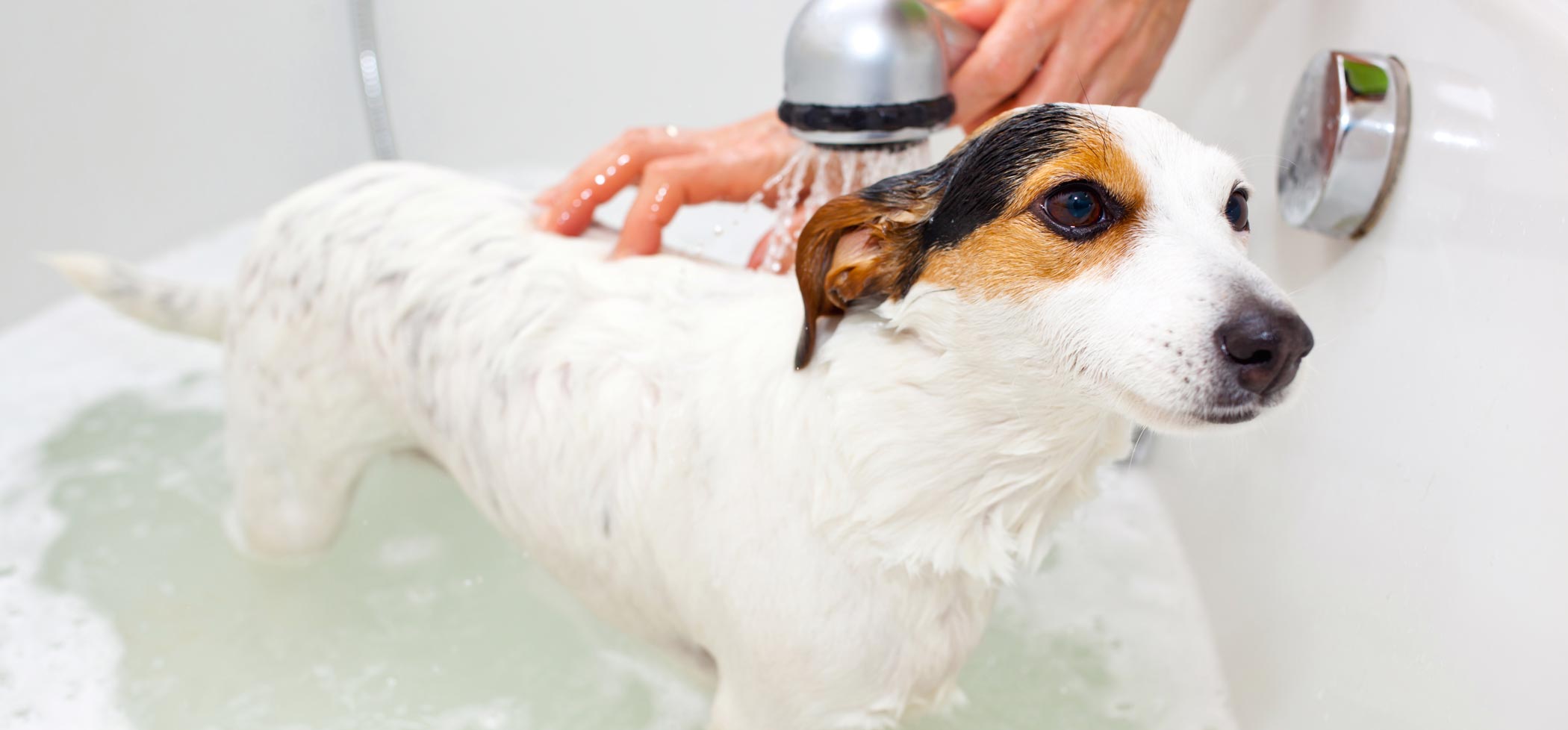 Dog-Grooming-page-Banner-Depositphotos_38932601_ds