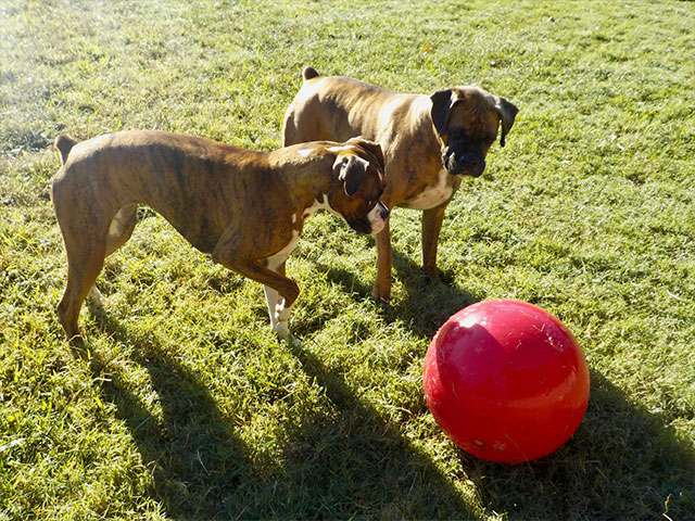 Home-Page-3picture-block22-dogs-&-big-red-ball