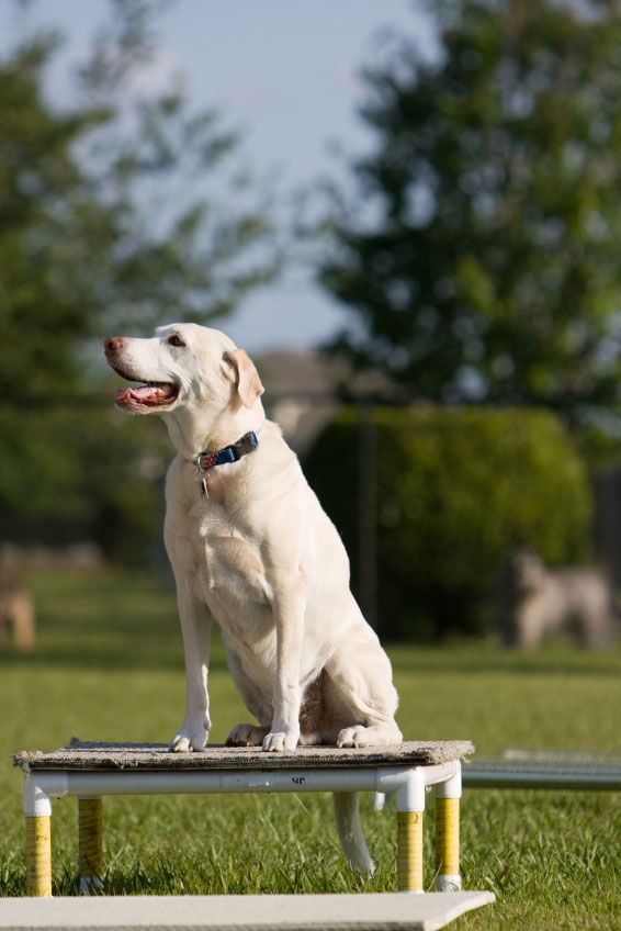 Home-Page-Service-block--Dog-Training-iStockb2