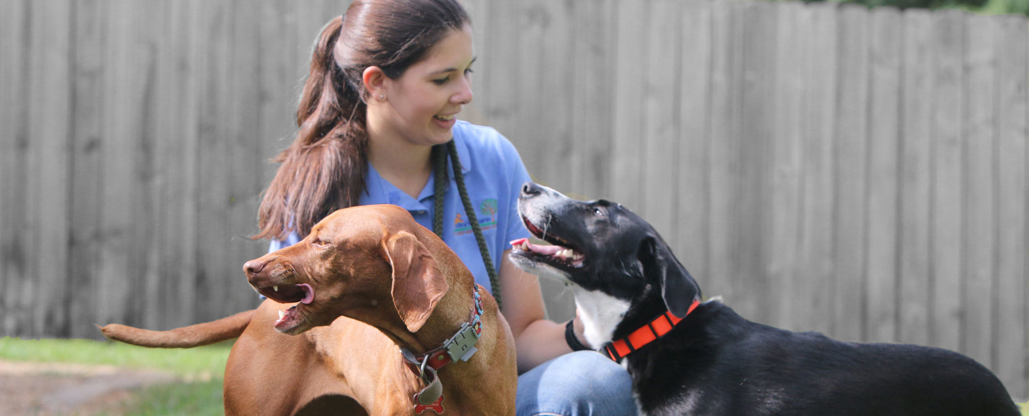Home-page-Banner-Lar-&-2-dogs-6