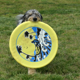 dog-w-big-frisbee-906kb